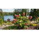 Tammenlehtihortensia ’Ruby Slippers’ (Hydrangea quercifolia ’Ruby Slippers’)
